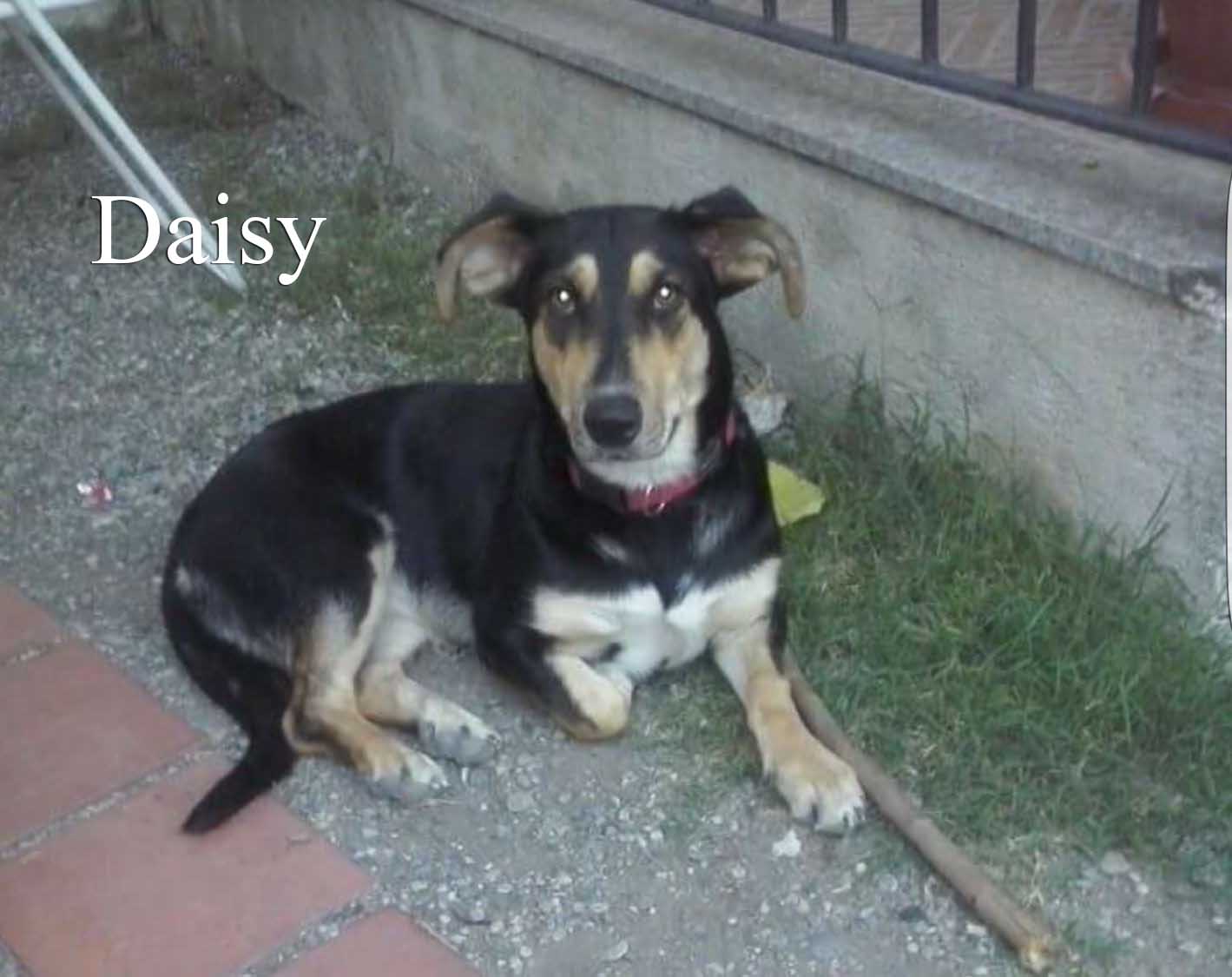 Daisy cerca casa 