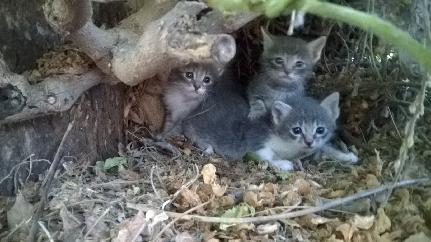 Fratelli di Bengy