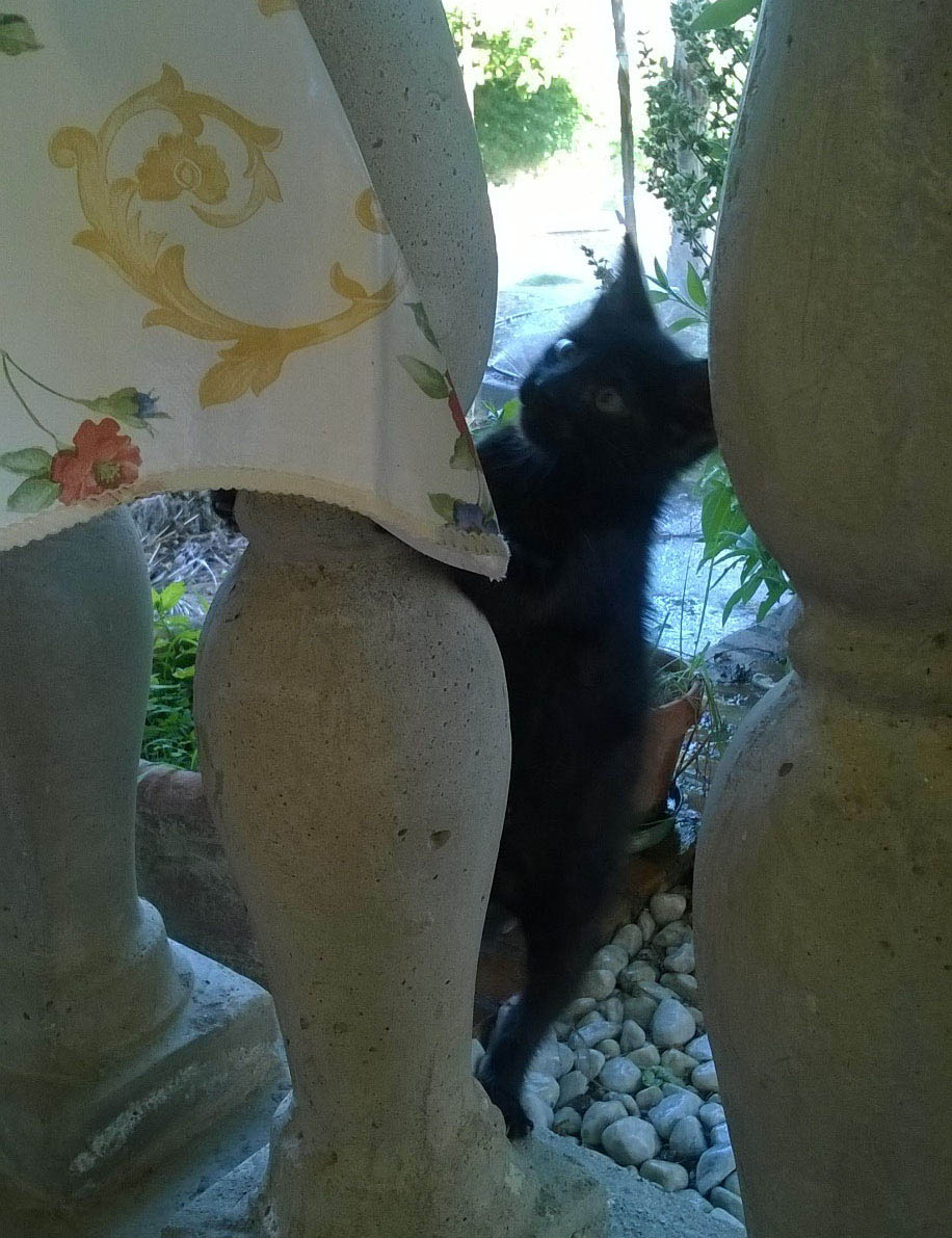 Amici di Bengy